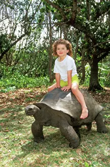 Aldabra: Aldabra Giant TORTOISE - child riding