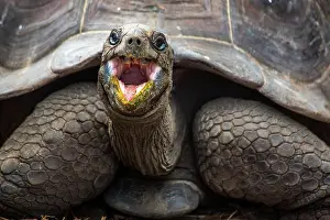 Geochelone: Aldabra giant tortoise (Geochelone gigantea), Aldabra