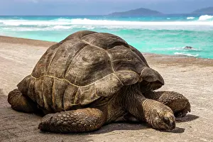 Geochelone: Aldabra giant tortoise (Geochelone gigantea), Aldabra