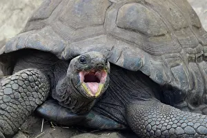 Tortoise: Aldabra Giant Tortoises (Aldabrachelys gigantea)