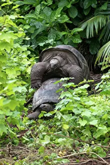 Tortoise: Aldabra Giant Tortoises - Mating - Bird Island -