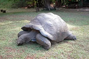 Aldabra: Aldabra Tortoise