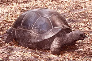 Tortoise: ALDABRA TORTOISE