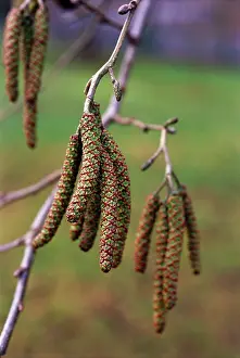Alnus: Alder