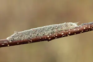 Buckthorn: Alder Buckthorn