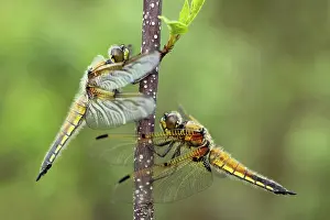 Chaser: Alder Buckthorn