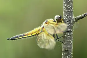 Chaser: Alder Buckthorn