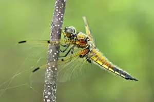 Chaser: Alder Buckthorn