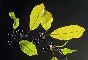 Buckthorn: Alder Buckthorn - in autumn - leaves and berries