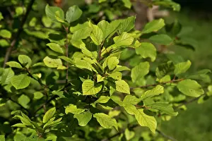 Alder: Alder Buckthorn (Frangula alnus) leaves. Allindelille
