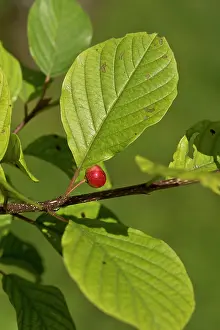Alder: Alder Buckthorn (Frangula alnus) leaves and fruit