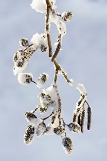 Alnus: Alder Catkins