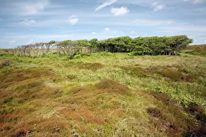 Alnus: Alder - copse amongst heathland
