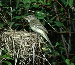 Empidonax: Alder Flycatcher