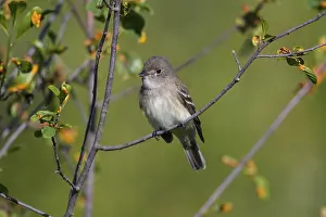 150617: Alder Flycatcher in shrubs around beaver pond