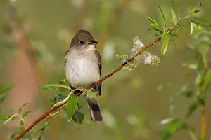 Empidonax: Alder Flycatcher - on territory in Spring