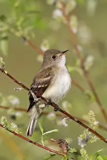 Empidonax: Alder Flycatcher. On territory in Spring