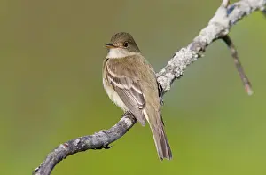 Empidonax: Alder Flycatcher. On territory in Spring