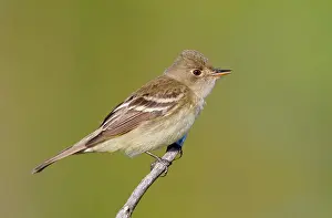 Empidonax: Alder Flycatcher. On territory in Spring
