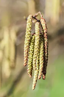 Alder: Alder, Grey Alder, Alnus incana, Front view of a bunch of ma