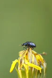 030517: Alder Leaf Beetle perched on flower Galicia Spain