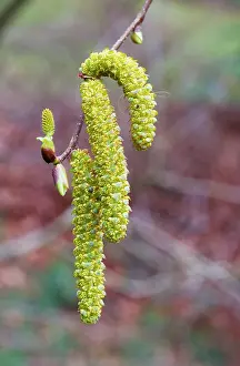 Alnus: Alder - male catkins