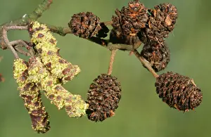 Alnus: ALDER - Male Catkins and female Cones