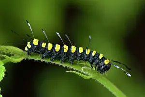 Acronicta: Alder Moth adult caterpillar warning colour mimicry
