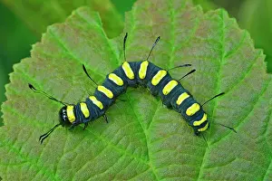 Acronicta: Alder Moth adult caterpillar warning colour mimicry