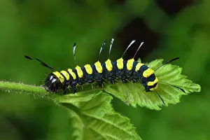 Acronicta: Alder Moth adult caterpillar warning colour mimicry