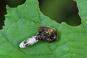 Acronicta: Alder Moth young caterpillar camouflage bird drop mimicry