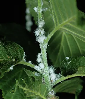 Alder: Alder Psyllid (Psylla alni)