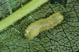 Alnus: Alder sawfly larva (Fenusa dohrnii)