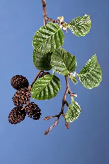 Alnus: Alder Tree - catkins with leaves
