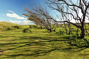 Alnus: Alder Tree - copse of gnarled and weathered trees
