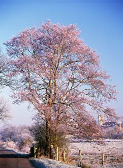 Alnus: Alder Tree - frosty morning