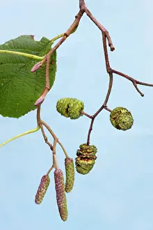 Alnus: Alder Tree - leaf & catkins