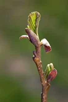 Alnus: Alder Tree - twig with bud