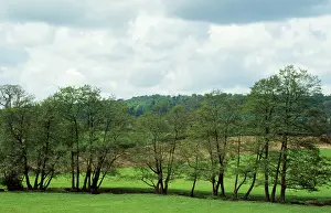Alders: Alder Trees - following line of stream