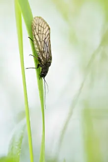 Sialis: Alderfly