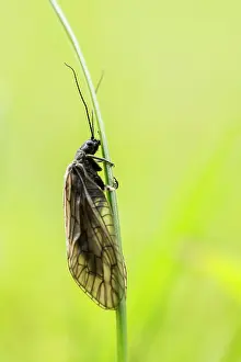 Groningen: Alderfly
