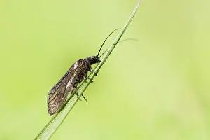 Groningen: Alderfly