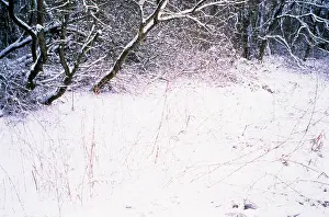 Alnus: Alder&Reed