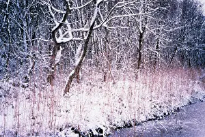 Alnus: Alder&Reed