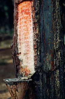 Resin: Aleppo Pine - resin being collected