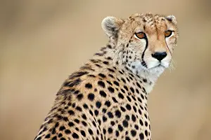 Undomesticated: Alert Cheetah (Acinonyx jubatus), Masai