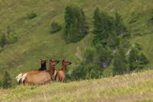 Ken Archer: Alert cow elk keeping an eye on a potential threat in the