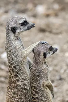 Suricates: Two alert meerkats (Suricata suricatta), suricates