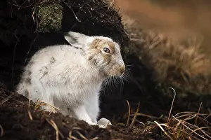 Calluna: Alert Mountain Hare (Lepus timidus) in the Peak
