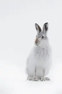Chill: An alert Mountain Hare (Lepus timidus) sits and